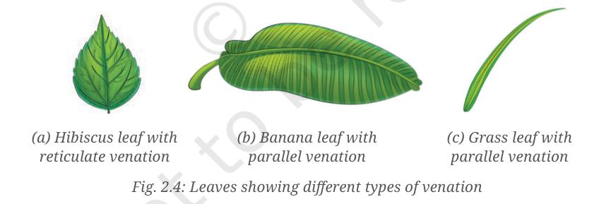 Fig. 2.4 - Leaves showing different types of venation